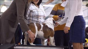 XXIV Национальная Выставка НКП Бульдог