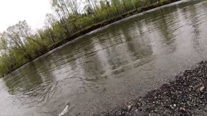 ВИШНЕВЫЙ ЛОСОСЬ (СИМА)