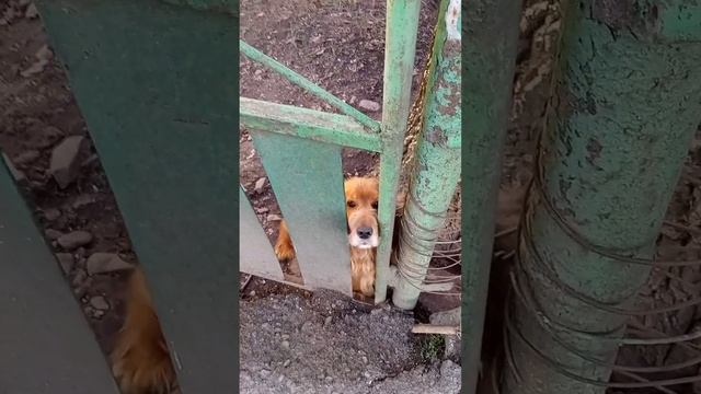 Черновцы. Приветливый рыжий спаниель собака. Дружок. Чернівці.