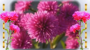 ✿#Астры - цветы лета и осени.  Астры просто красавицы!