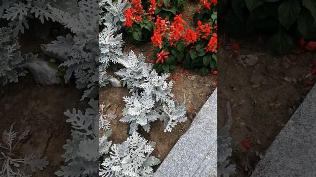 площадь Ленина .Хабаровск.22.07.2022.