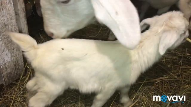 Козы доятся//Козлята растут// смотреть онлайн