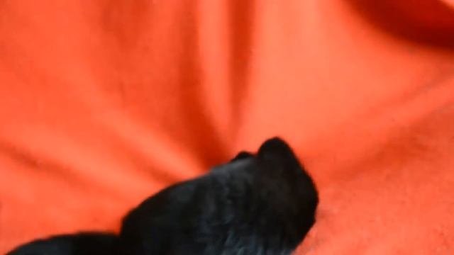 Купить черного шотландского котенка - предлагаем: черные котята-мальчики скоттиш-страйт.