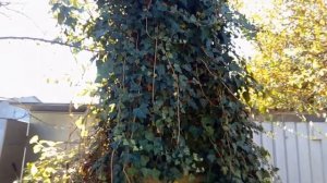 Плющ в саду.  Его особенности и цветение в октябре