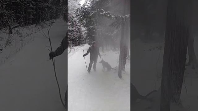 Немецкая овчарка зимой(2) смотреть онлайн