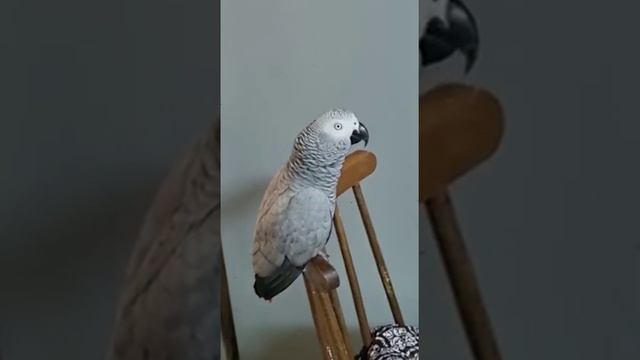 Из песни: а твой прикольный смех всегда имел успех... смотреть онлайн