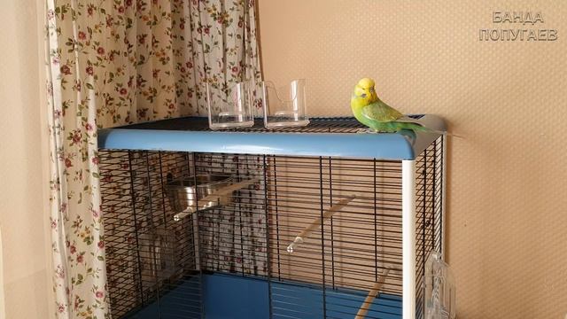 ☕ ? Обустраиваем с Ричиком его клетку || Что и где должно быть? || Часть І смотреть онлайн