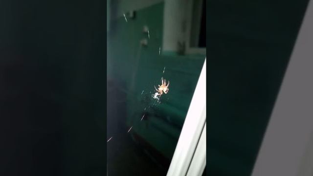 Малыш паучок плетёт паутину (просто наблюдение) смотреть онлайн