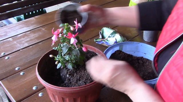 Особенности выращивания фуксии. смотреть онлайн