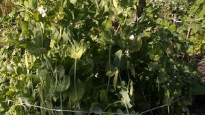 Горох и кукуруза. Неудачаная смешаная посадка.