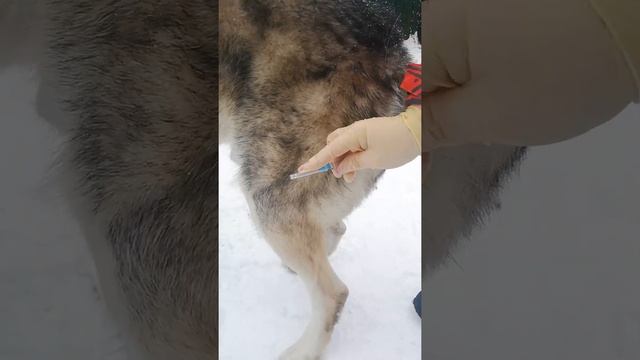 Внутримышечная инъекция собаке