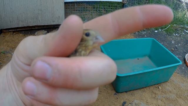 ГИБРИД КАНАРЕЙКИ И ЧИЖА смотреть онлайн