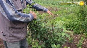 Колоновидные яблони в Сибири