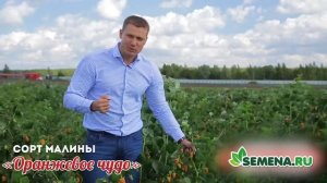 Малина сорт «Оранжевое Чудо»