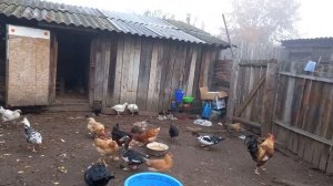 Утро, выпускаем всех, петух зовёт кур и кукарекает