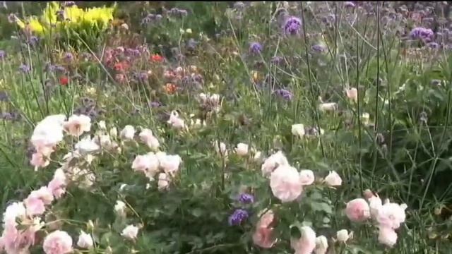 Вербена бонарская. Она преображает цветники! смотреть онлайн