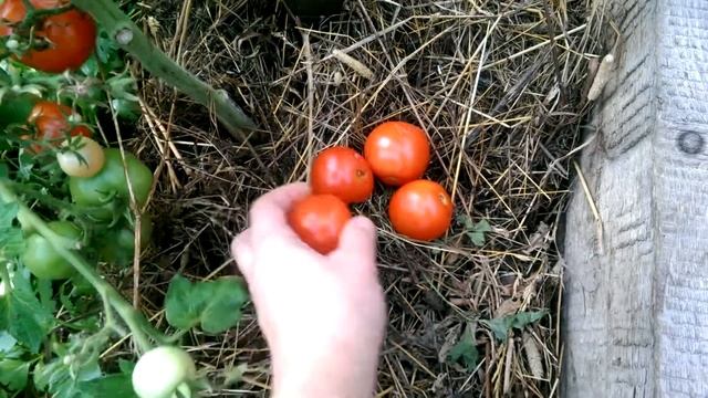 Томат Полюс на 25 августа смотреть онлайн