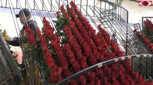 Розы Эквадора