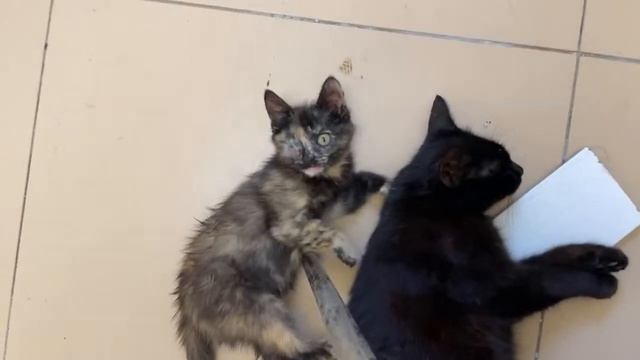 5 Baby Kittens With Cat Black Bagira