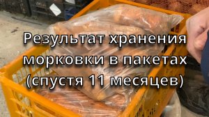 Результат хранения морковки в пакетах спустя 11 месяцев
