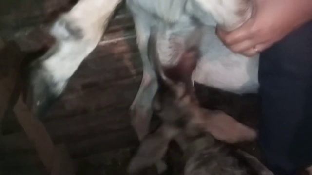 Как козочка сосёт сиську смотреть онлайн