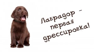 Формируем основы!