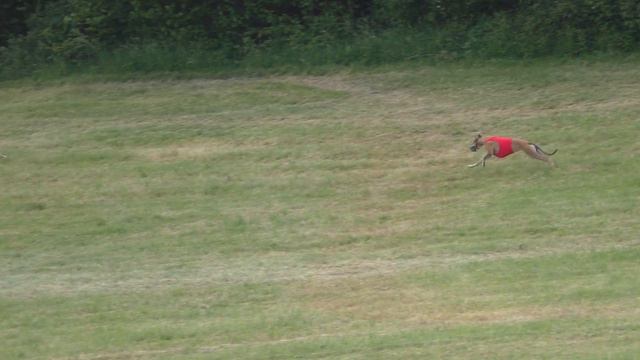 Coursing EM Velke Pole 19. Juni смотреть онлайн