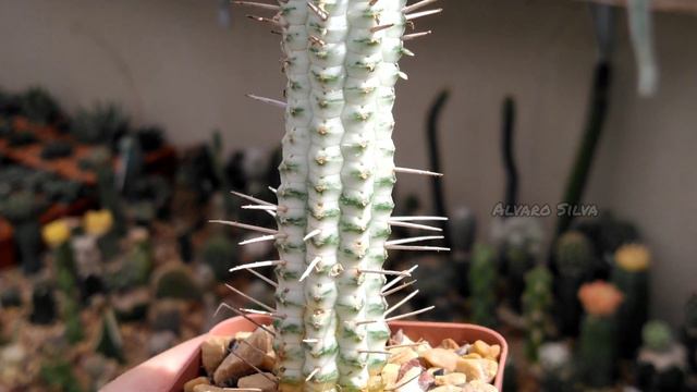 Euphorbia mammillaris variegata
