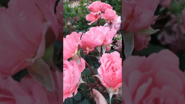 #shorts Роза Лоран Каброль смотреть онлайн