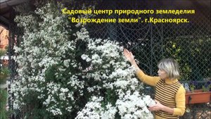 Иметь ли мелкоцветковый белый клематис на садовом участке?