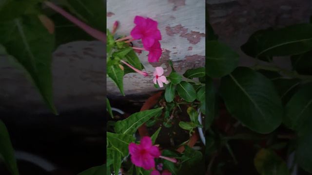 Mirabilis Jalapa l ,4o clock plant l beautiful flowers