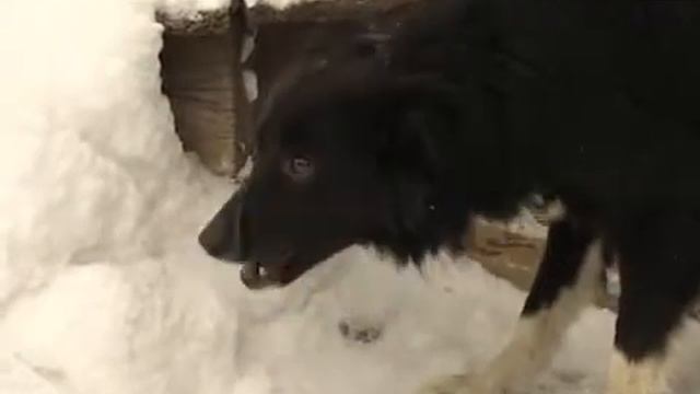 "Руку помощи" протянули бездомным животным в Череповце