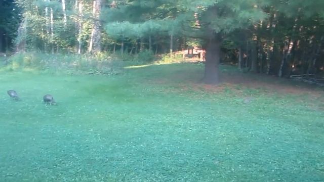 Дикие индейки с цыплятами прилетели к нам на задний двор смотреть онлайн