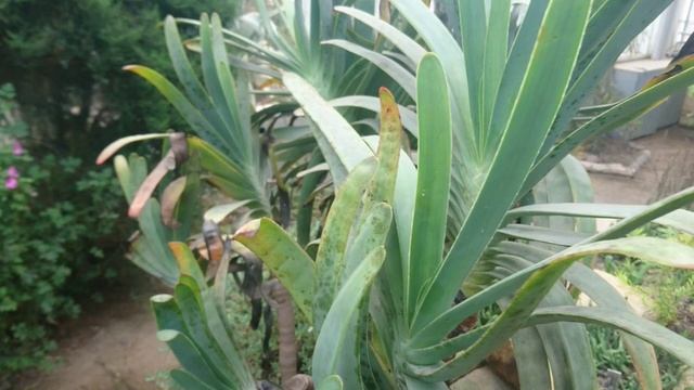 Алоэ складчатое (дат. Vifte-aloe, лат. Aloe Kumara plicatilis) ботанический сад Орхус, Дания