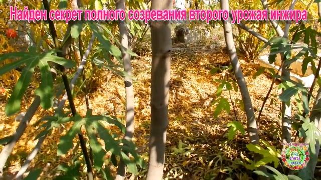 Найден секрет полного созревания второго урожая инжира