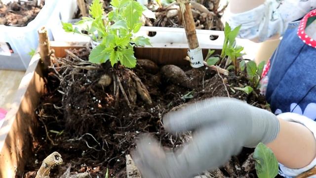 САМЫЕ красивые георгины / Всё о хранении, делении и посадке георгин смотреть онлайн