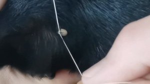 Удаляем Клеща самостоятельно обычной НИТКОЙ