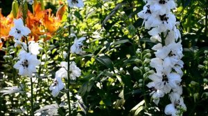 Дельфиниум многолетний. Цветы дельфиниума двух сортов