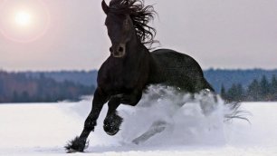 Лошади зимой.mp4