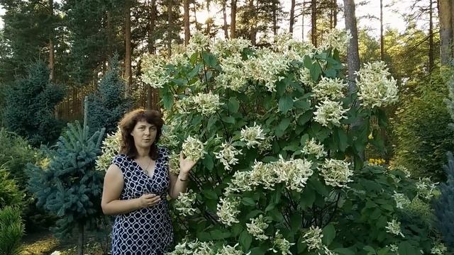 Гортензии в саду. Гортензия метельчатая "Great Star". смотреть онлайн