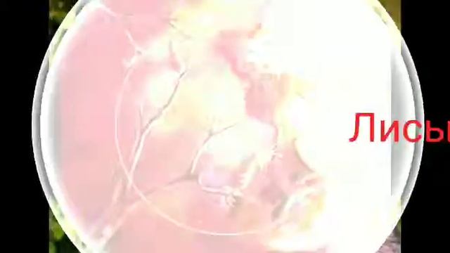 Мои любимые животные/каких животных я люблю. ••Арлид•• смотреть онлайн