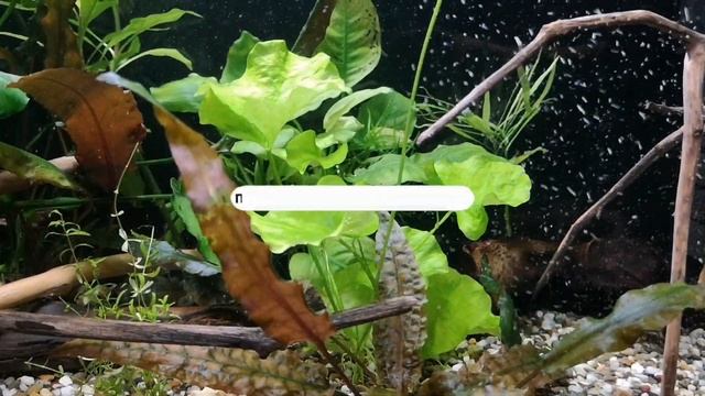 КАК ЧУВСТВУЮТ СЕБЯ НОВЫЕ РАСТЕНИЯ