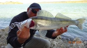 Жирные судаки осенью на донки.2023г.