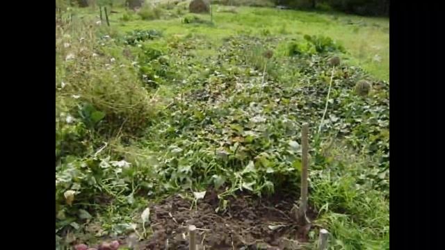 Часть 5. Выращивание батата в домашних (дачных) условиях. Сбор урожая и закладка на хранение, финал смотреть онлайн