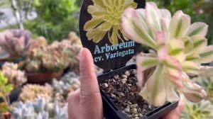 (Eng Sub) Echeveria Cante and Aeonium Varieties คานเต้ และเอโอเนี่ยมน่ารักๆ