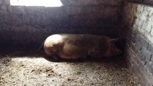 Мать - свинья зовет поросят кушать.