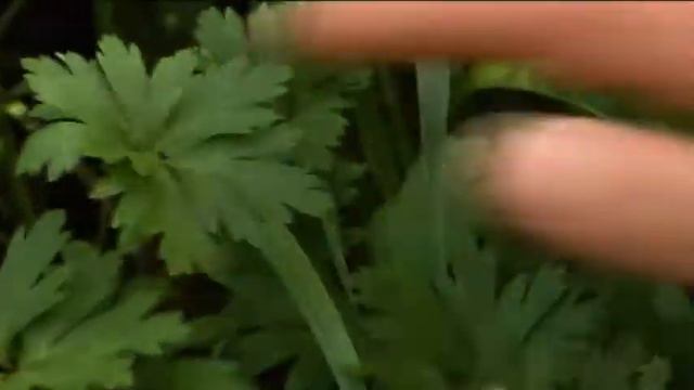 L'ANÉMONE de GRÈCE, des FLEURS à BULBES FACILES à CULTIVER смотреть онлайн