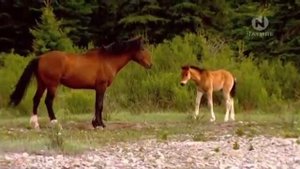 Животные Канады Легендарные обитатели дикой природы Главная самка табуна Самые сильные смелые лошад