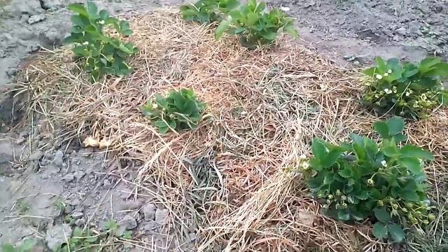 ремонтантная клубника год второй смотреть онлайн