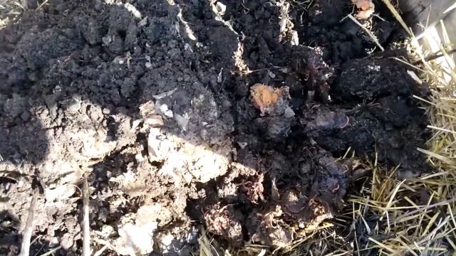 Разведения калифорнийского червя смотреть онлайн